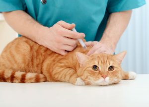 vétérinaire vaccination
