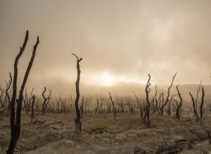 Arbres morts