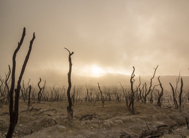 Arbres morts