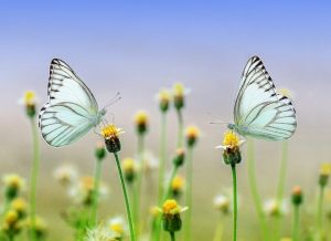 Papillons