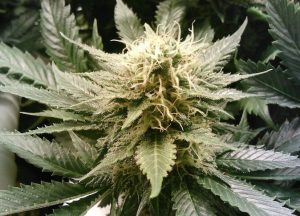 La légalisation du cannabis en France - Noexcusesradio