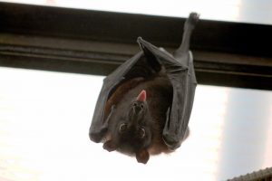 Chauve-souris réhabilitée