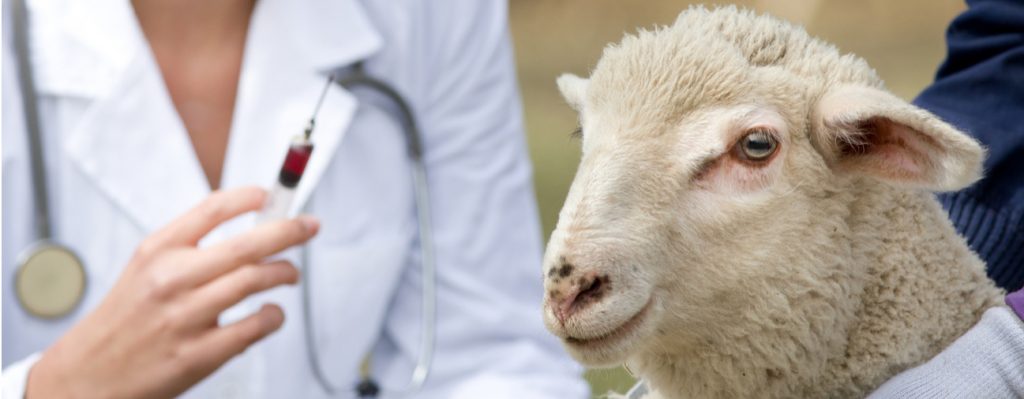 Mouton vacciné