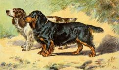 Bassets