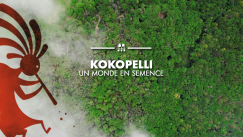 Reportage sur Kokopelli